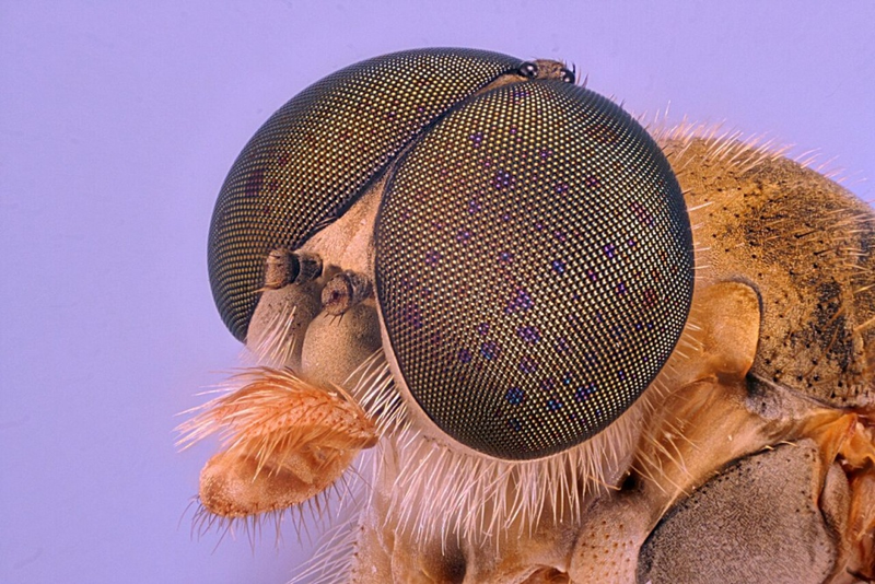 Illustration for article titled Las mejores microfotografĂas del año nos muestran la increĂble belleza de lo que no podemos ver